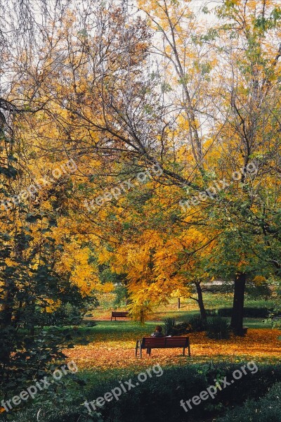 Autumn Fall Foliage Trees Public Park