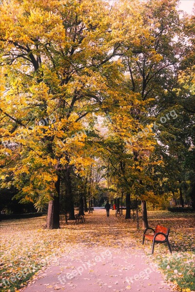 Autumn Fall Foliage Trees Public Park