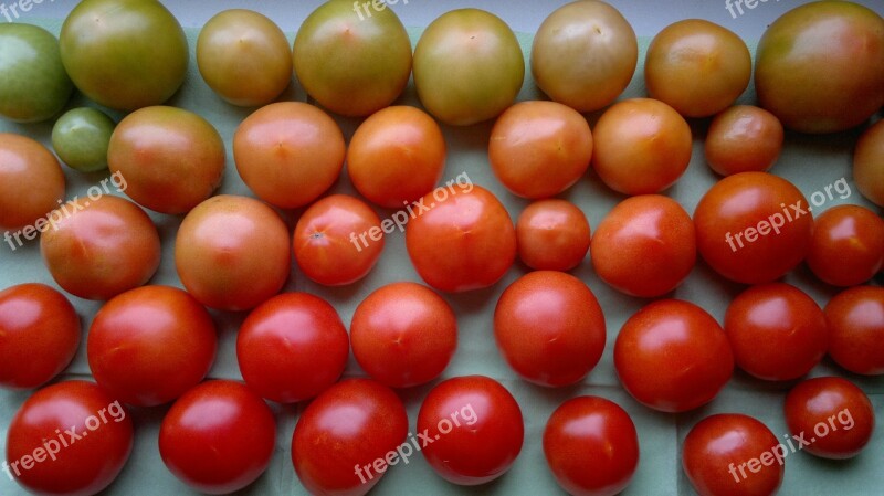 Tomatoes Red Green Vegetables Food