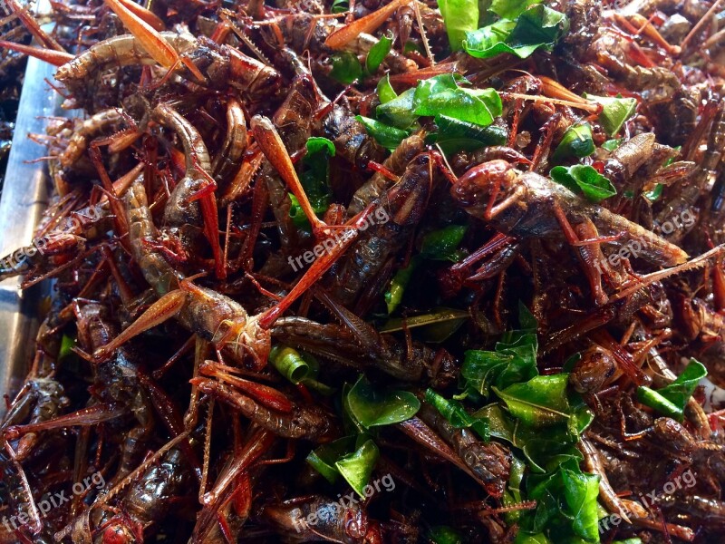 Grasshoppers Insect Thailand Eat Deep Fried