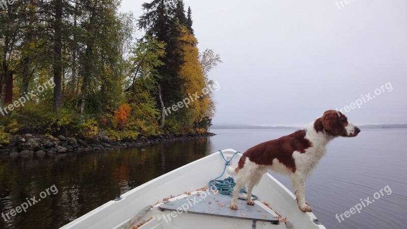 Dog Boat Autumn Lake Rowing Boat