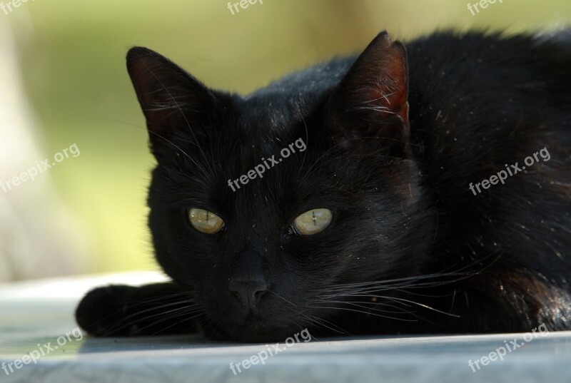 Cat Black Cat Mieze Free Photos