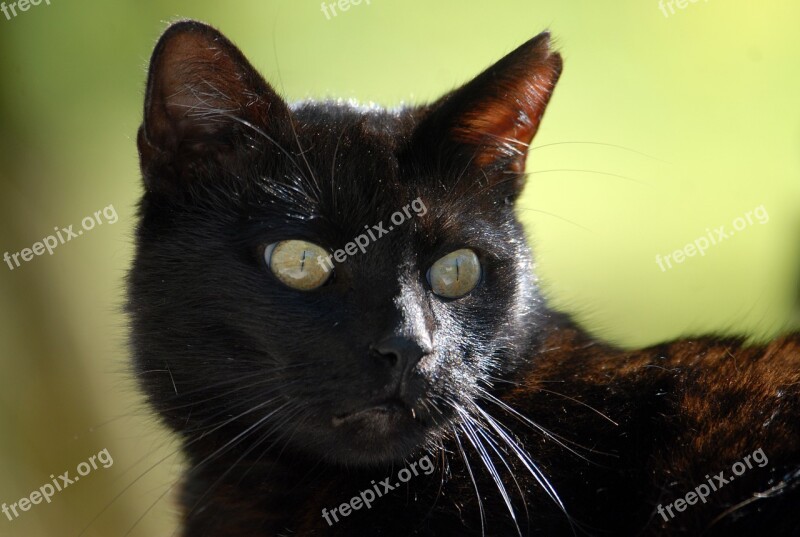 Cat Black Cat Mieze Free Photos