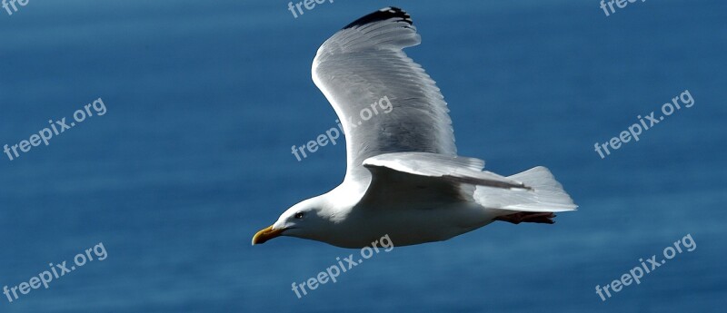 Gull Bird Natural Beauty Free Photos