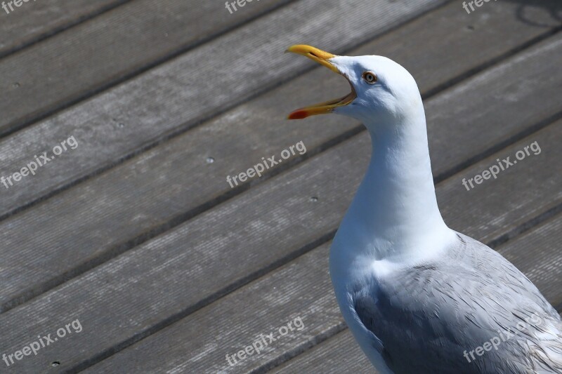 Seagull Cry Port Free Photos