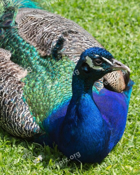 Peacock Bird Color Colorful Bright