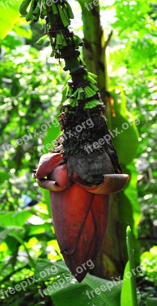 Banana Flower Banana Tree Banana Tree Tropical