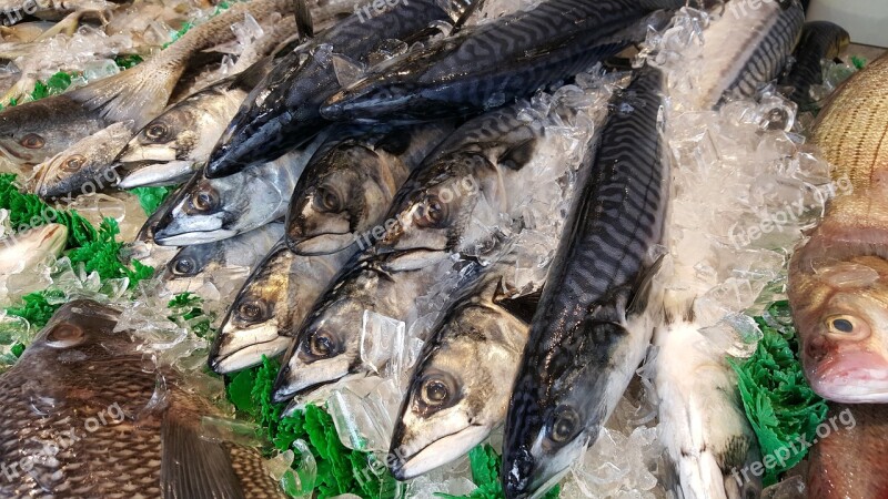 Sea Fish Mackeral Marine Underwater