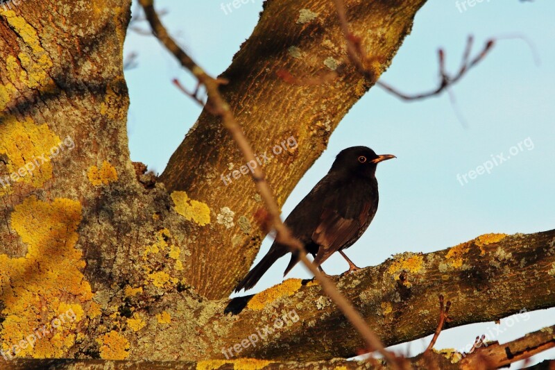 Blackbird Songbird Bird Nature Black