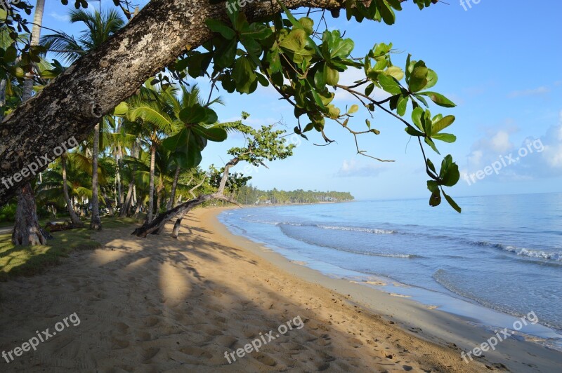 Caribbean Sea Grape Beach Las Terrenas Dominican Republic