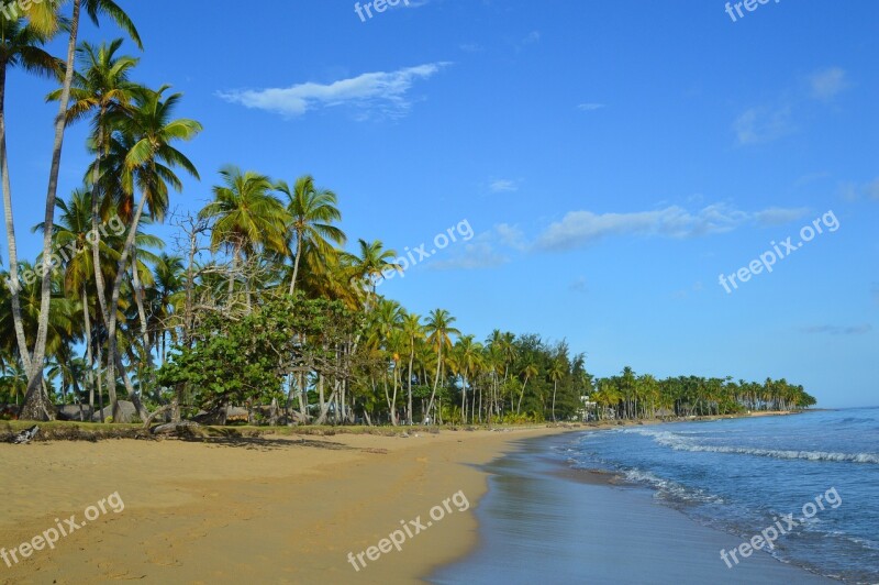 Caribbean Sea Grape Beach Las Terrenas Dominican Republic