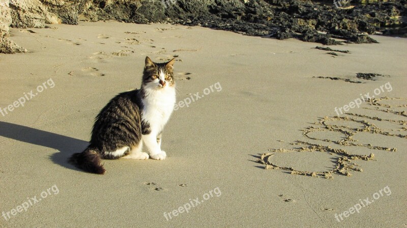 Beach Cat Sea Sand Animal