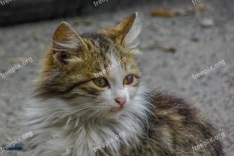 Cat Stray Animal Cute Young