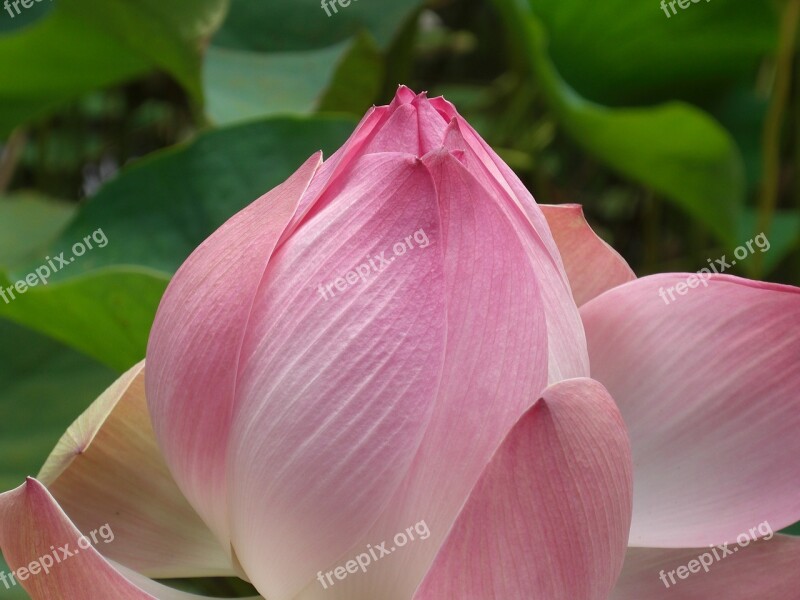 Blossom Bloom Pink Nuphar Lutea Pink Flowers