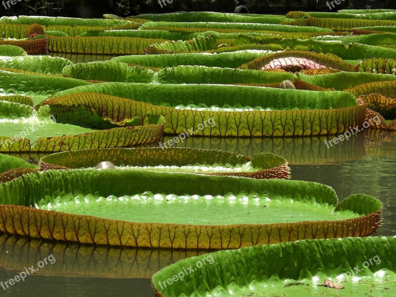 Water Lily Victoria Giant Water Lily Aquatic Plants Nature