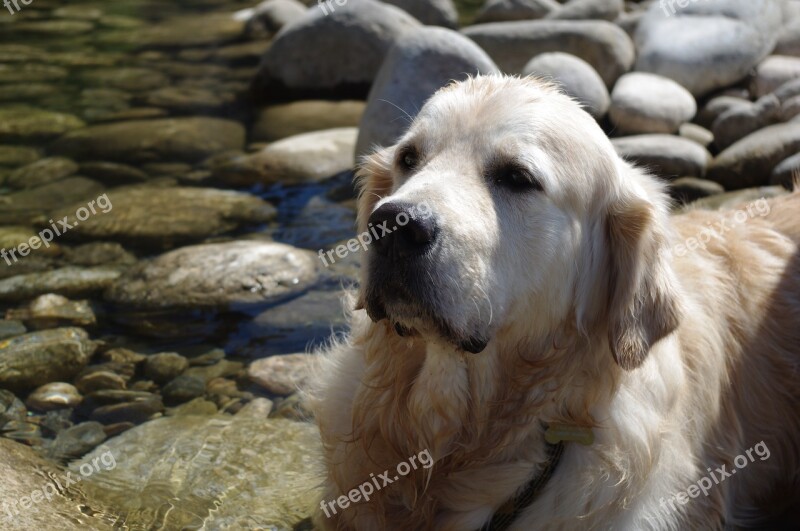 Dog Golden Retriever Water Doggie Domestic Animal