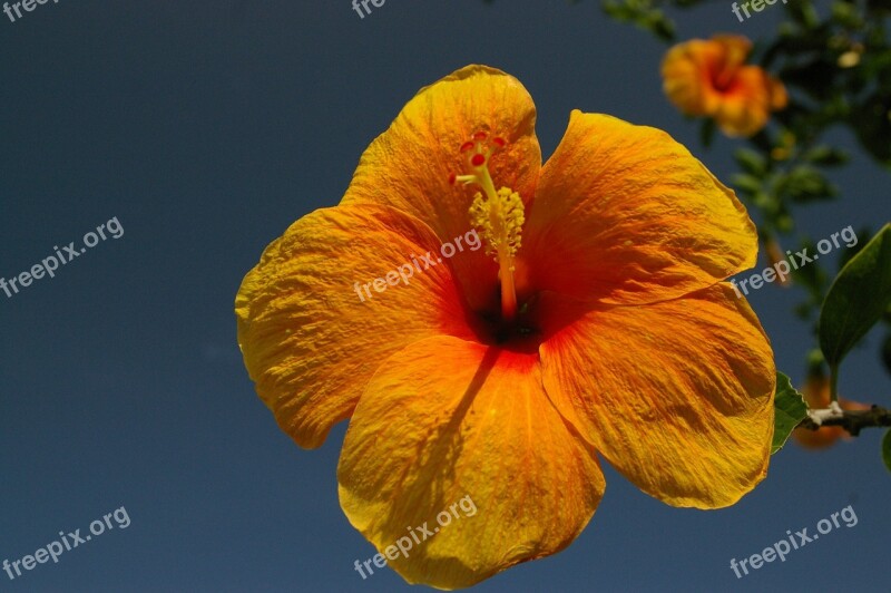 Hibiscus Flower Yellow Petals Plant