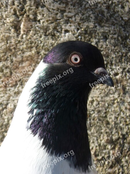 Paloma Catalan Flying Pigeon Detail Iridescent Head Of Paloma