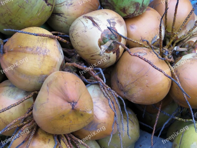 Coconut Fruit Hulls Nuts Power