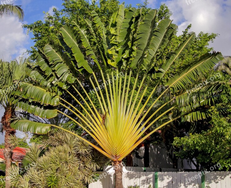 Traveller's Tree Travellers Palm Ravenala Madagascariensis Free Photos