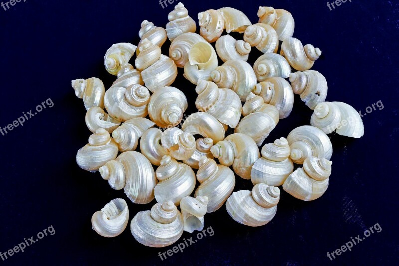 Marine Conches Mother Of Pearl Polished Sea Shells Free Photos