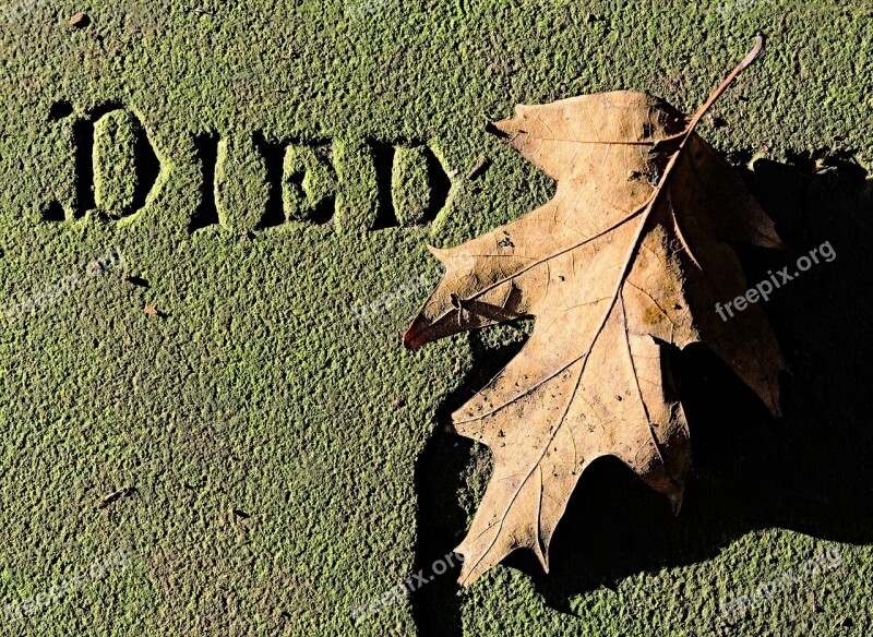 Dead Leaf Died Death Tomb