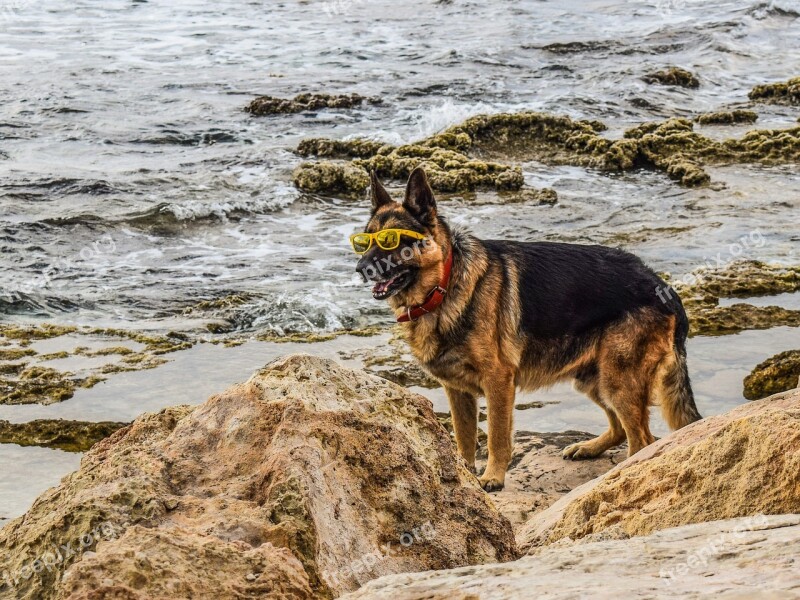 Dog Glasses Yellow Funny Pet