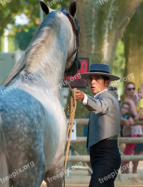 Horse Horseback Riding Contest Horses Dressage