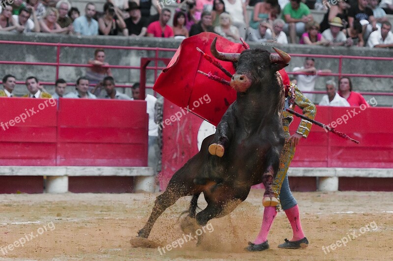 Toreador Bullfight Bulls Black Arenas