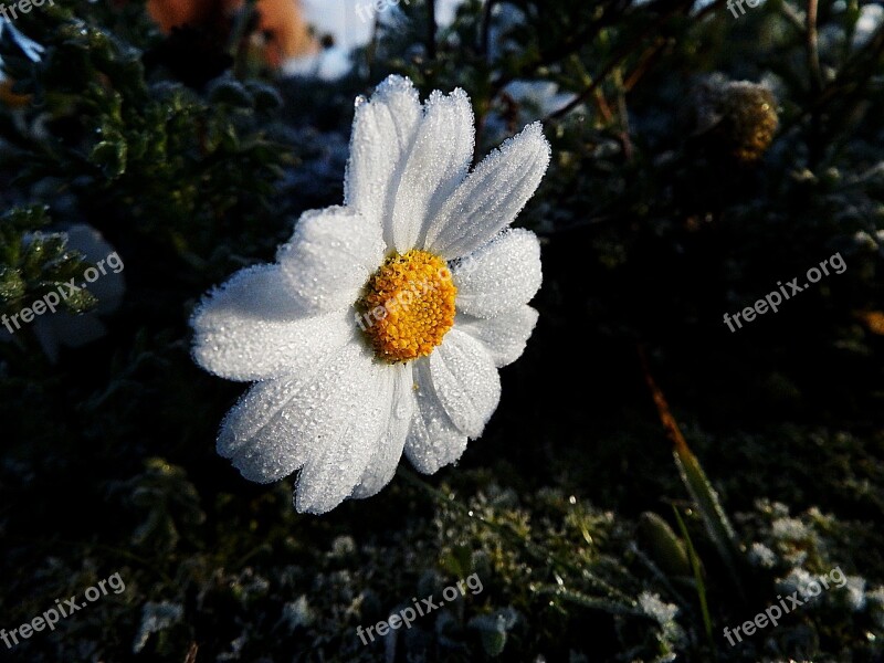 Marguerite Frost Ice Flower Gel