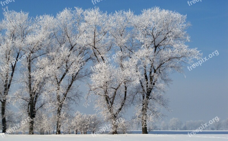 Hoarfrost Winter Cold Frost Clear