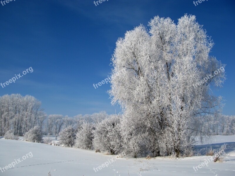 Hoarfrost Winter Cold Frost Clear