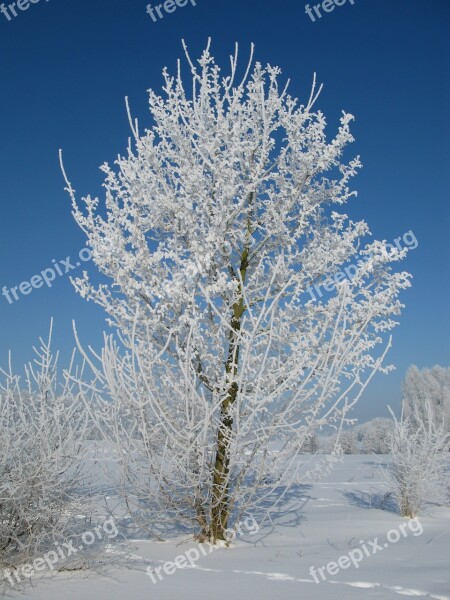 Hoarfrost Winter Cold Frost Clear