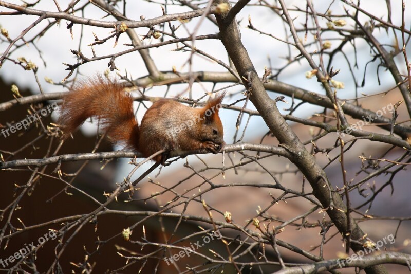 Nature Squirrel Nibbles Free Photos