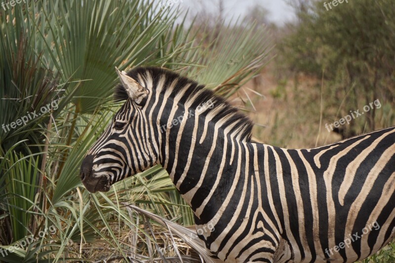 Wildlife South Africa Africa Nature Safari