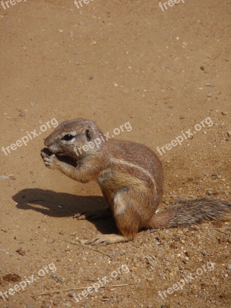 Zoo Animals The Zoological Garden Rodent Free Photos