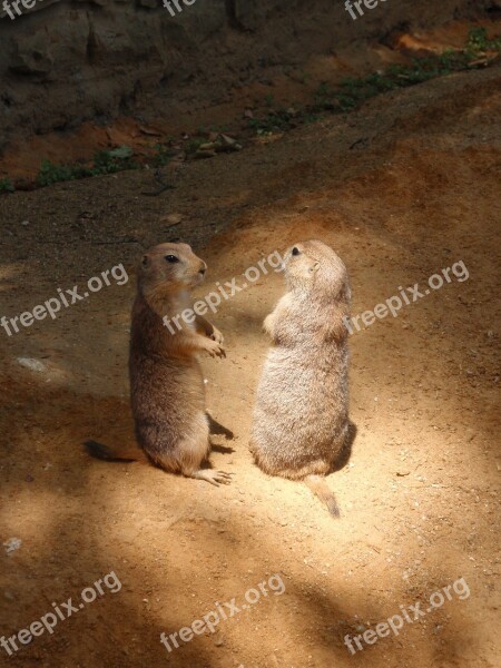 Animal Zoo The Prague Zoo Prairie Dogs Animals