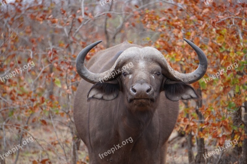 Wildlife South Africa Africa Nature Safari