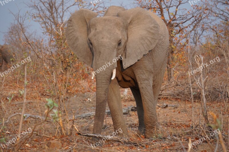 Wildlife South Africa Africa Nature Safari