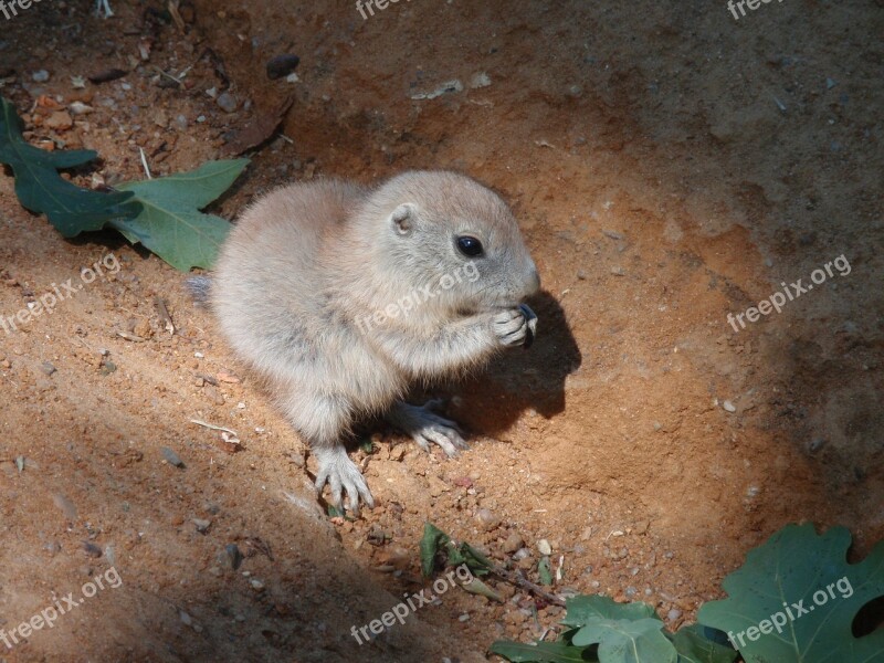 Cub Zoo Animal Cute Prairie Dogs