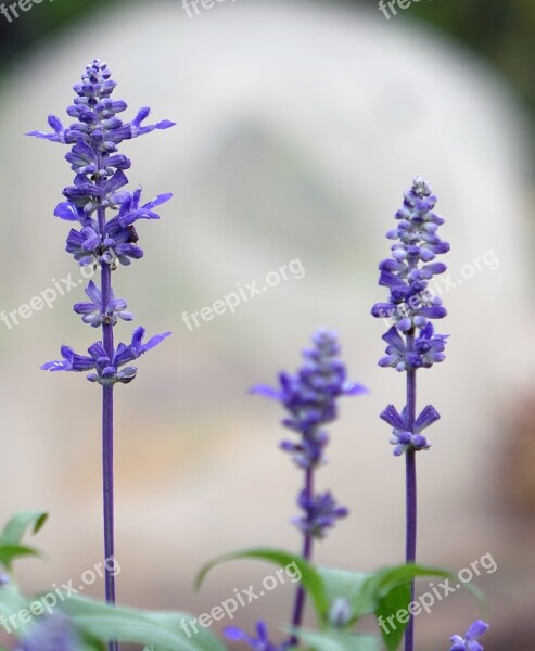 Sage Aromatic Plants Nigerian Shrubs Free Photos