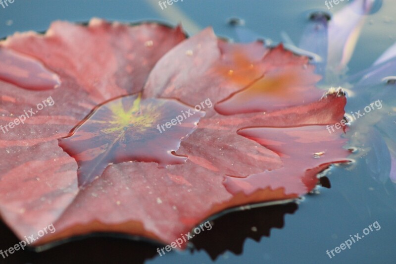 Water Lilly Leaf Water Pond Garden