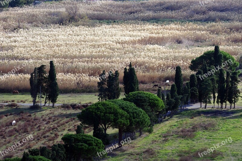 Reeds Calabria Campaign Italy Praia A Mare