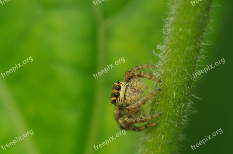 Spider Jump Macro Insects Free Photos