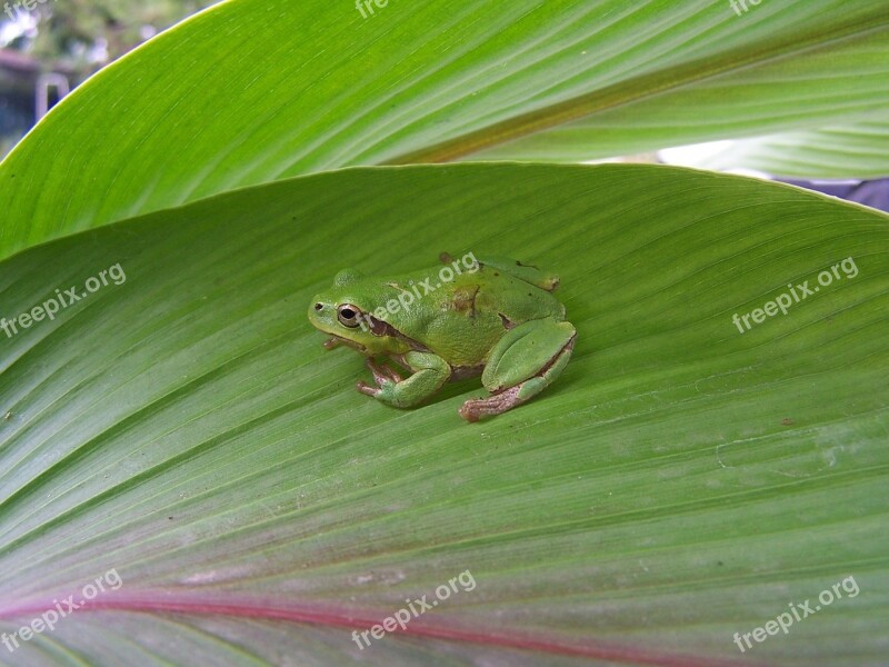 Rana Toad Leaf Turmeric Jump