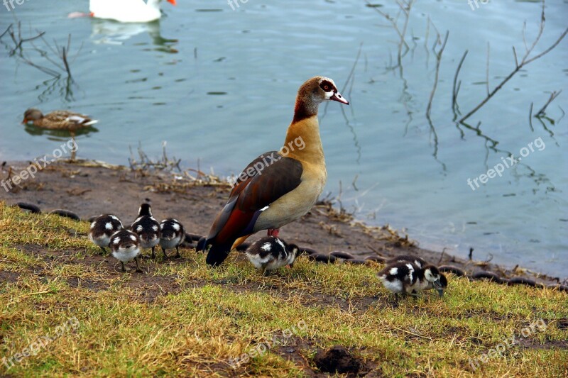 Bird Chicks Nature Water Nile Goose