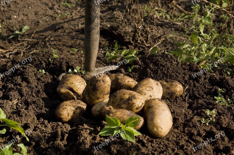 Potato Garden Harvest Hay Fork Food