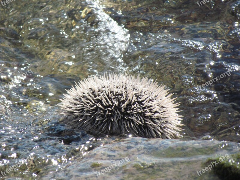 Urchin Ocean Nature Tropical Free Photos