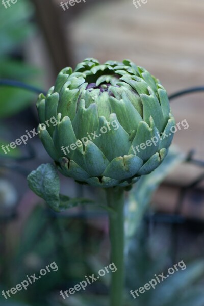 Artichoke Flower Organic Fresh Food