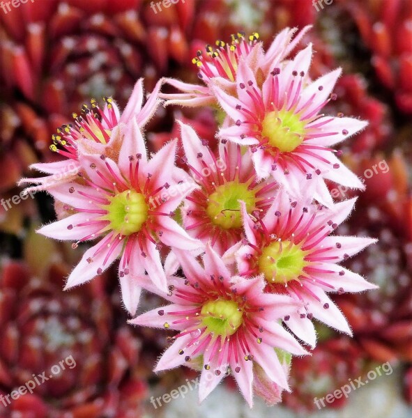 Flowers Nature Close Up Summer Houseleek